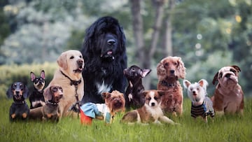 Descubre el verdadero origen del Día Mundial del Perro y el valor de concientizar sobre el cuidado de los peluditos.