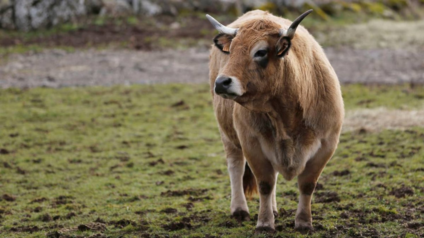 The rare feral cow whose unhappy fate caused an almighty beef