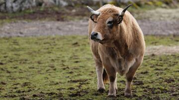 The six-year-old Aubrac breed cow named "Haute", which is the mascot for the 2018 Paris International Agricultural Show, is pictured on the farm in Curieres, France, February 19, 2018. REUTERS/Regis Duvignau