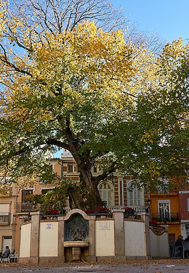 Este olmo centenario preside la plaza del pueblo como un auténtico símbolo local. Con su gran porte y sombra generosa, ha sido punto de encuentro y testigo de la vida social de Navajas durante generaciones.