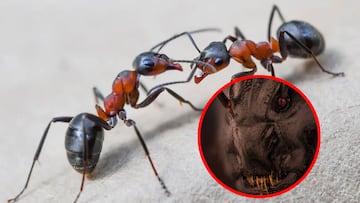 Fotógrafo lituano ha revelado un espeluznante acercamiento de la cara de una hormiga para el Concurso de fotomicrografía Nikon Small World. Checa la foto.