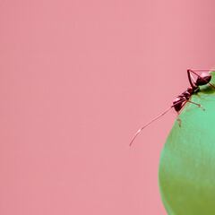 Adiós a las hormigas en casa: este es el invento más vendido que las erradica por completo