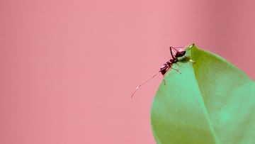 Adiós a las hormigas en casa: el invento más vendido que las erradica por completo está en Amazon.