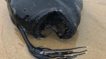 Un pez balón muerto y con la boca abierta en una playa del Crystal Cove State Park de Orange County (California, Estados Unidos).