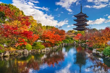 Es famosa por el fenómeno del "Momiji" (el cambio de color de las hojas de arce). Sus templos y jardines antiguos, como el Kiyomizu-dera o el distrito de Arashiyama, se convierten en un lienzo de rojos, naranjas y dorados.