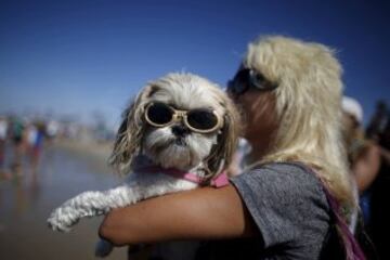 Surf Dog Contest en California.