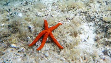 Varias estrellas de mar han sido encontradas completamente desintegradas en el Condado de Palm Beach que ha encendido las alarmas de los expertos.