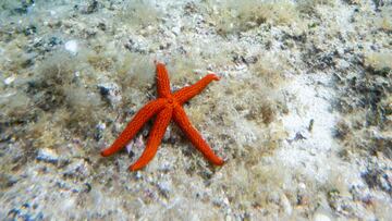 Varias estrellas de mar han sido encontradas completamente desintegradas en el Condado de Palm Beach que ha encendido las alarmas de los expertos.