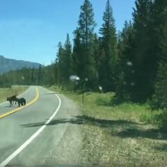 Graban cómo un oso ataca y devora a una vaca