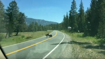 Graban cómo un oso ataca y devora a una vaca