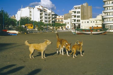 Perros callejeros en una playa de la isla turística de Tenerife en 1986.