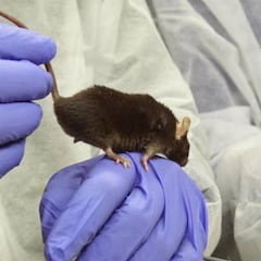 La vacuna nasal española da otro paso hacia el 100% de inmunidad