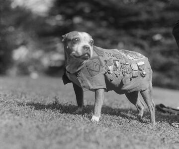 Stubby era un Boston Terrier que fue encontrado cerca de la Universidad de Yale por soldados de infantería que entrenaban por la zona, uno de ellos se encariño del can y lo adoptó. Cuando fueron llamados a filas, el soldado embarcó a Stubby como polizón y fue encontrado por un sargento que permitió que permaneciese dentro del barco que les llevaba a la guerra en Europa. En la guerra fue muy útil para su pelotón, ya que era capaz de olfatear cuando lanzaba gas mostaza, avisaba a la compañía del lanzamiento de obuses, gracias a su oído fino. Fue herido por una granada de mano y mientras se recuperaba en la enfermería fue la distracción de los soldados heridos. Al terminar la guerra volvió, junto a su dueño que también sobrevivió a la contienda a su hogar en Yale, donde fue reconocido por su valentía en batalla y ascendido a sargento. Falleció en 1926 y en su lápida se lee la siguiente inscripción en ingles. "Aquí yace Sgt. Stubby un perro heroico de la 1ª Guerra Mundial. Un vagabundo valiente". 