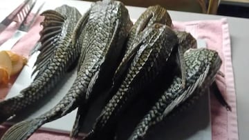 Un pescador muestra una imagen de una especie invasora ‘prehistórica’: “Lo que pasa cuando soltamos peces de acuario”