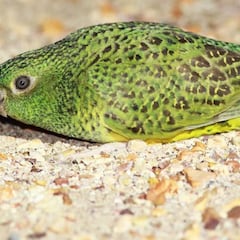 Avistan un animal que se creía extinto desde hace más de 100 años: “Es como encontrar a Elvis”