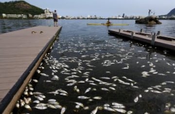 Este es el aspecto de las cercanías de la Bahía de Guanabara, donde tendrán lugar las regatas de los JJOO. Roberto Freitas, atleta brasileño que participará, tuvo que entrenar ante una laguna repleta de peces muertos.