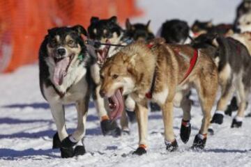 Después del acto ceremonial, ayer comenzó la primera etapa de la carrera de trineos con perros en Willow, Alaska. El viaje será de un total de 1.609 kilómetros.