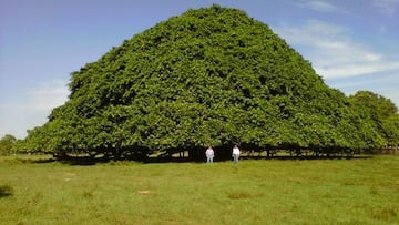 Este es el árbol más grande de Colombia, un Guacarí ubicado en el municipio de San Marcos, Sucre. Foto: Redes sociales.