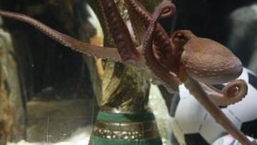 El pulpo Paul recibe una réplica de la Copa del Mundo