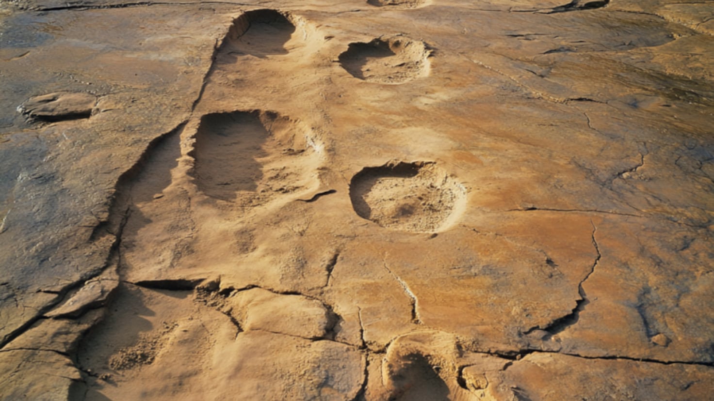 Scientists thought they were prehistoric footprints, the truth was far more exciting Scientists thought they were prehistoric footprints, the truth was far more exciting