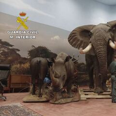 Incautan el mayor hallazgo de animales protegidos disecados de España: hay algunos ya extintos