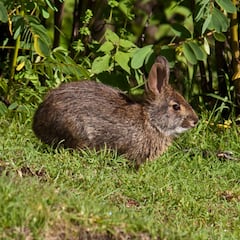 Avistan un animal que parecía extinto desde hace 120 años y los científicos dan la razón a los lugareños: “Me quedé completamente sorprendido”