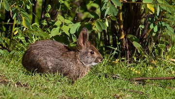 Sighting of an animal that seemed extinct for 120 years and scientists agree with the locals: “I was completely surprised”.