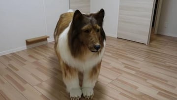 El hombre que cumplió su sueño de ser un collie gracias a un traje hiperrealista
