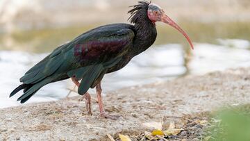 Segundo avistamiento del ave clasificada en “peligro crítico”: ha sido vista en la frontera entre España y Portugal