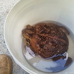 Hallan el sapo más grande del mundo