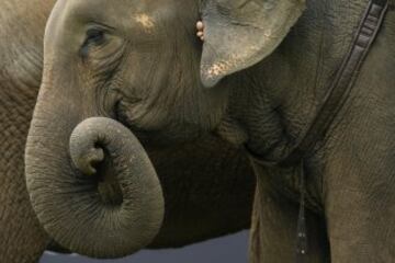 Las imágenes más curiosas del Torneo de Polo con elefantes