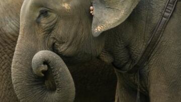 El video viral que prueba la super inteligencia de un elefante