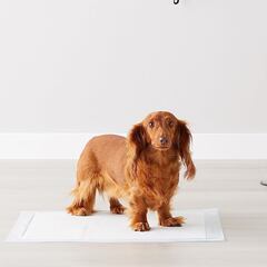 Mantén el suelo limpio con estos empapadores absorbentes para mascotas