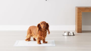 Los mejores empapadores para mascotas de Amazon.