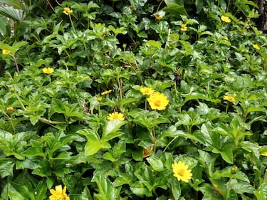 Moto e5 Plus: Review