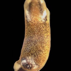 Descubierta una nueva especie de babosa en Cádiz