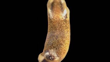 Descubierta una nueva especie de babosa en Cádiz