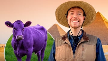 Mr. Beast vaca morada