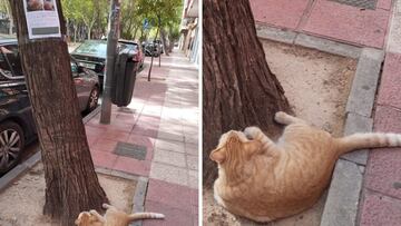 Viral: Hombre encuentra a gatito perdido mientras veía su propio cartel de “Se busca”