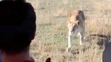 El terrorífico momento en que un león sube al transporte de un safari