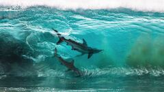 Dos tiburones surfean una ola en Red Bluff, Quobba Station, Western Australia. "La enorme bola de cebo de la que se estaban alimentando se acercó mucho a la orilla, así que aproveché para sacar mi cámara y tirar una foto", explica su autor, Sean Scott. 