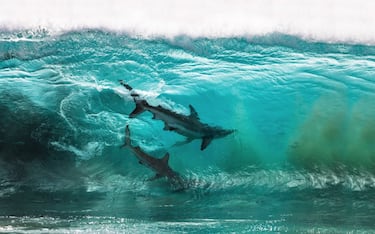Dos tiburones surfean una ola en Red Bluff, Quobba Station, Western Australia. "La enorme bola de cebo de la que se estaban alimentando se acercó mucho a la orilla, así que aproveché para sacar mi cámara y tirar una foto", explica su autor, Sean Scott. 