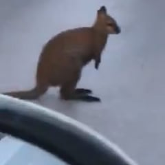 Atrapan un canguro wallabi en las calles de Barcelona
