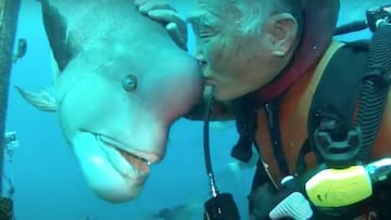 El buceador Hiroyuki Arakawa besando un Semicossyphus reticulatus.