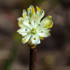 La planta carnívora que preocupa en el Pacífico