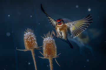 Categoría: Aves en vuelo. PREMIO DE PLATA.
En pleno invierno, el fotógrafo capta este maravillo ballet aéreo de los pájaros del jardín, inmortalizando su vuelo y su delicado rastro utilizando un flash y una cámara en modo "cortina trasera". Fueron necesarios cientos de disparos antes de capturar el momento perfecto, que retrata la magia fugaz de la naturaleza en invierno.
