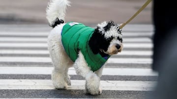 A dog wears a jacket to guard against the cold weather while walking in the Manhattan borough of New York City, New York, U.S., January 11, 2022. REUTERS/Carlo Allegri