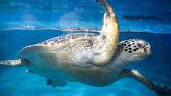 30 tortugas marinas verdes en peligro de extinción encontradas con heridas ‘sangrantes’ en el cuello