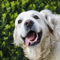 Can Fest Navideño CDMX: fechas, sedes y requisitos