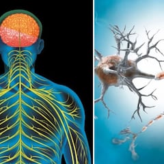 ¿Qué es el síndrome de Guillain-Barré, que tiene en emergencia sanitaria a Perú? ¿Llegará a México?